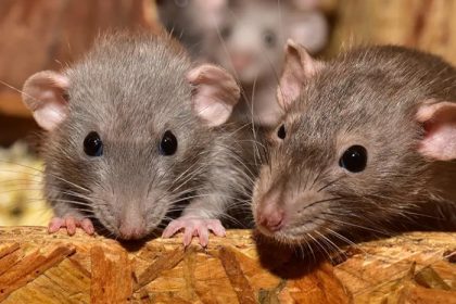 Infestações de ratos são mais comuns no inverno; entenda