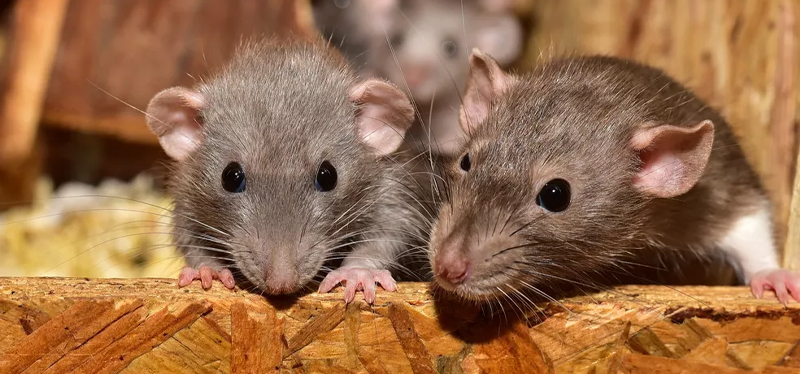 Infestações de ratos são mais comuns no inverno; entenda