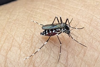 CONFIRA COMO SE PROTEGER DO MOSQUITO DA DENGUE