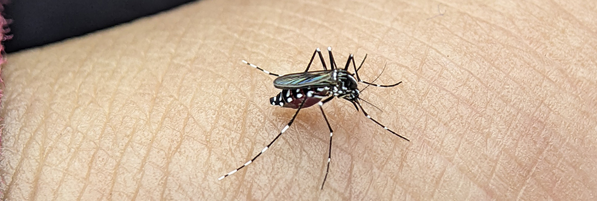 CONFIRA COMO SE PROTEGER DO MOSQUITO DA DENGUE