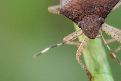 MANEJO INTEGRADO DE PRAGAS: SOLUÇÃO EFICIENTE E SUSTENTÁVEL PARA O CONTROLE DE PRAGAS